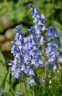 Scilla Campanulata - Hispanica Bleu